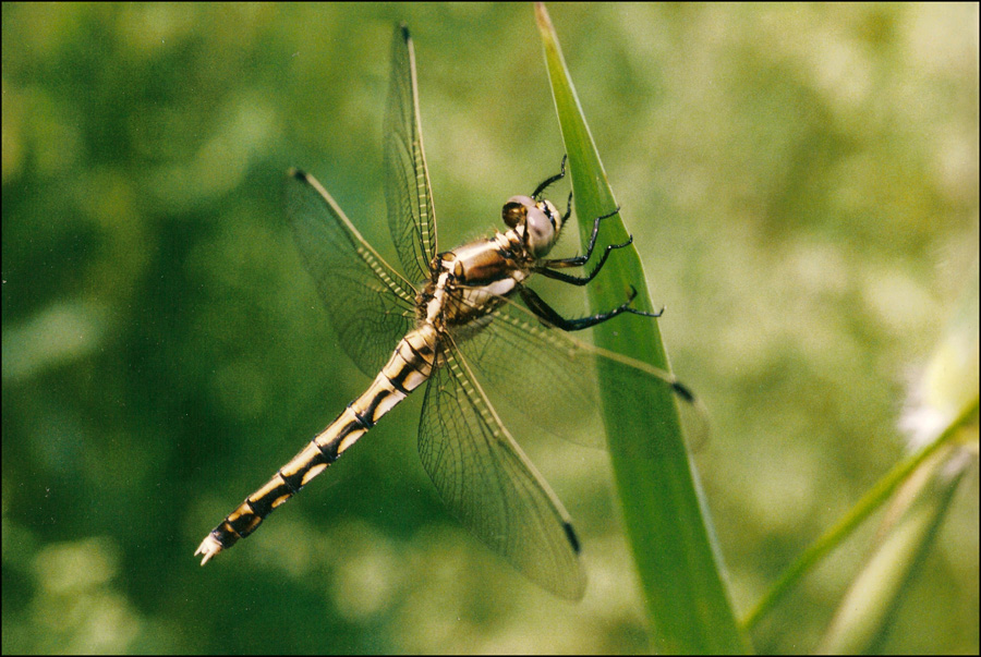 libellula 4: femmina Orthetrum albistylum